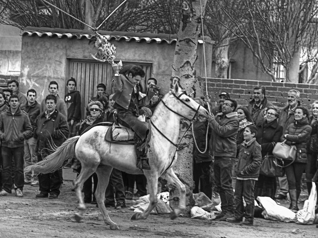 Las carreras de gallos de Malpica de Tajo Las carreras de gallos de Malpica de Tajo