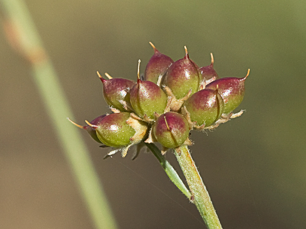 Frutos de la bocha (Dorycnium pentaphyllum)