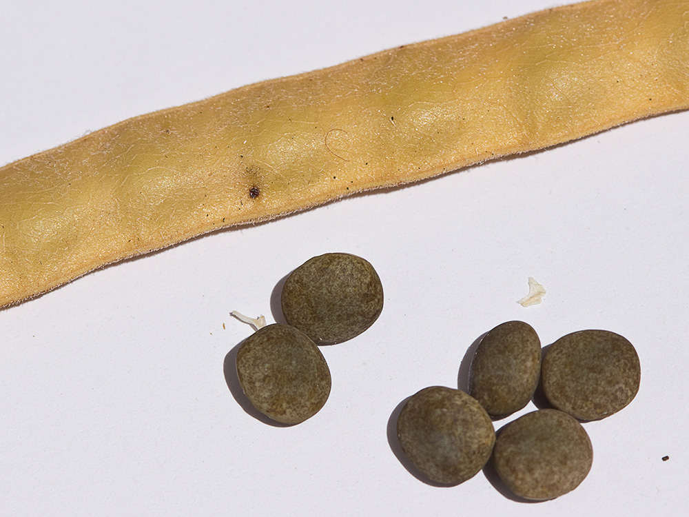 Vaina y semillas de la Almorta de monte (Lathyrus cicera)