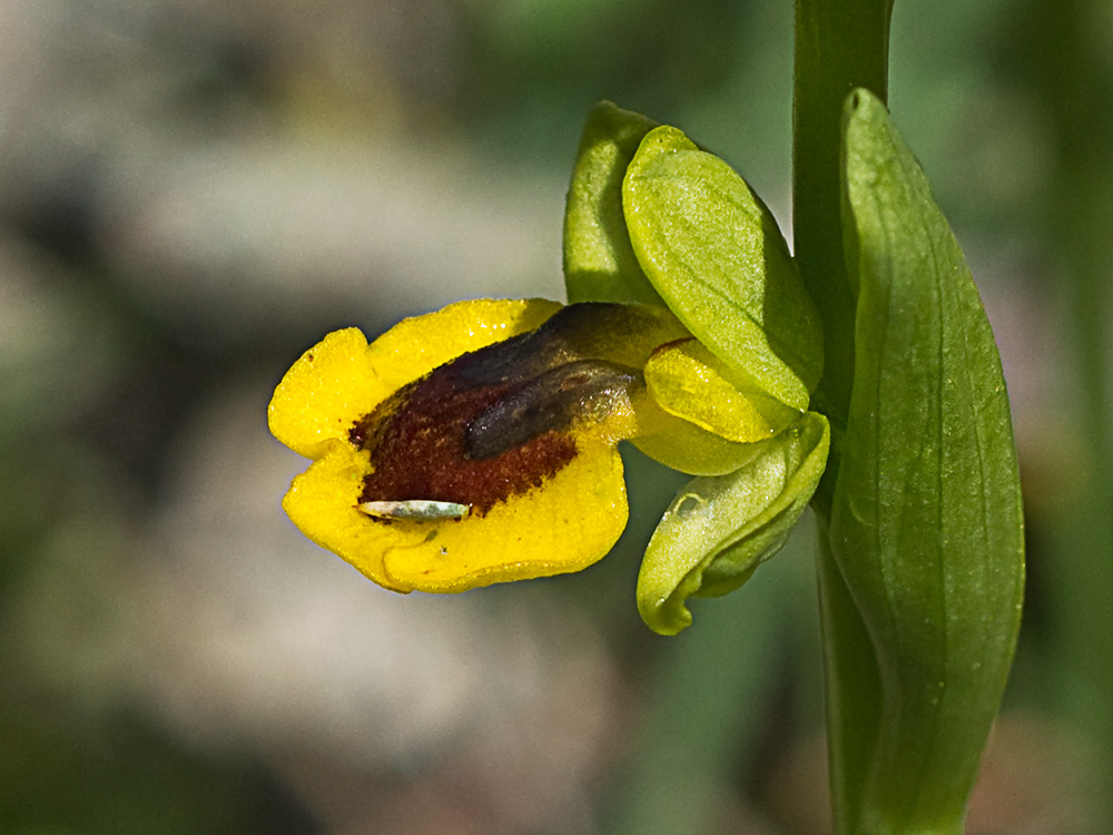 Abejera amarilla (Ophrys lutea)