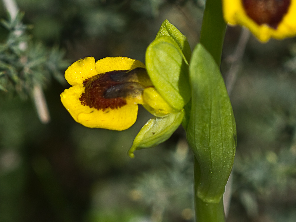 Abejera amarilla (Ophrys lutea)
