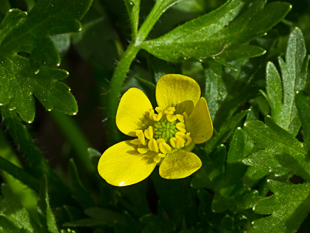 Hoja del Abrojo a cinco (Ranunculus muricatus)