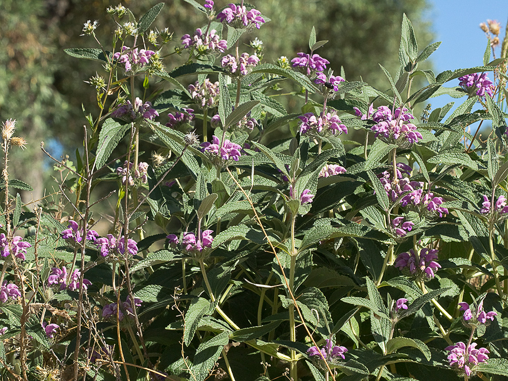 Aguavientos (Phlomis herba-venti)