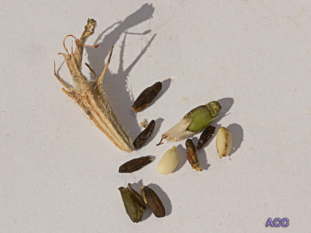 Semillas del Aguavientos (Phlomis herba-venti)