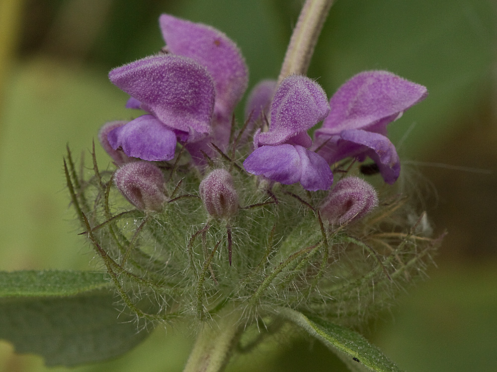 Aguavientos (Phlomis herba-venti)