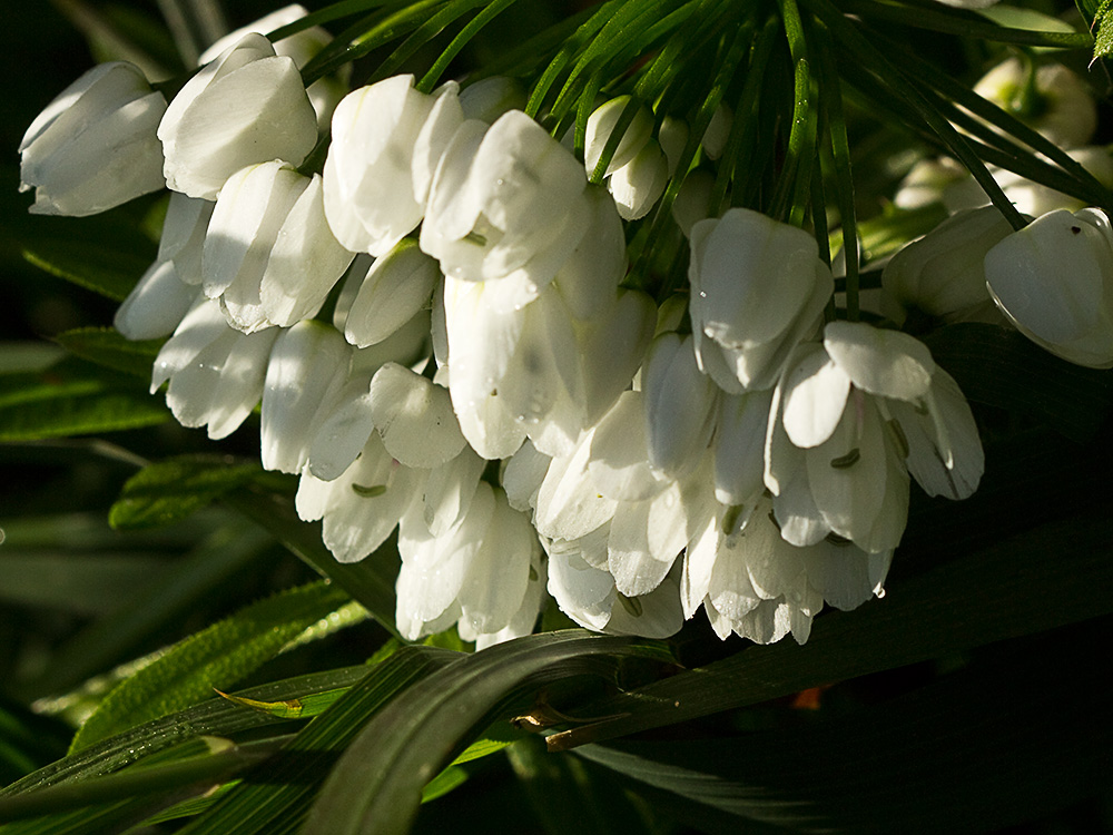 Inflorescencias del Ajo blanco (Allium neapolitanum)