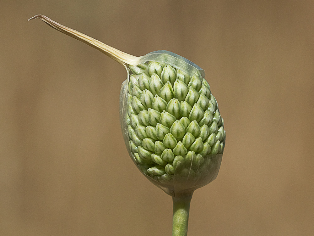 Ajo de arroyo (Allium guttatum subsp. sardoum)