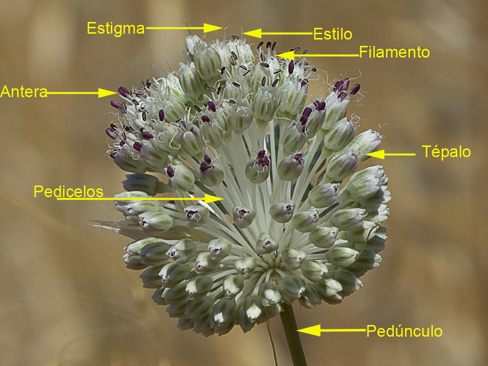 Estructura de la inflorescencia del Ajo de arroyo (Allium guttatum subsp. sardoum)