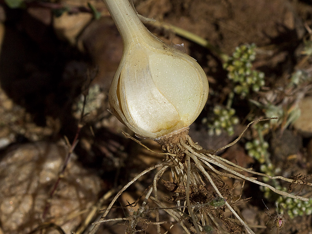Ajo de arroyo (Allium guttatum subsp. sardoum)