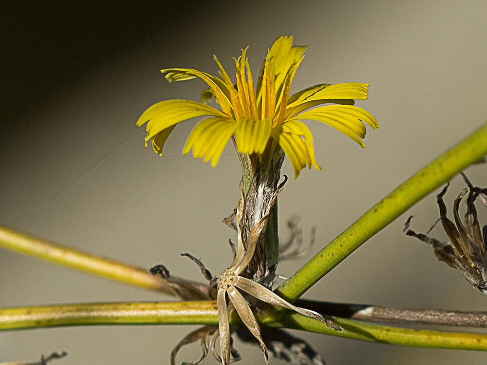 Flor de la Ajonjera (Chondrilla juncea)