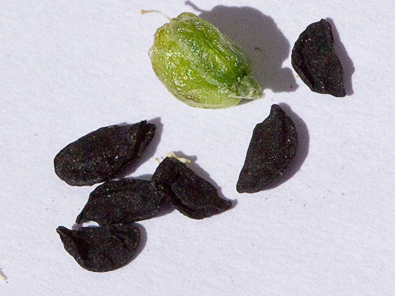 Semillas del Ajo porro (Allium stearnii Pastor & Valdés)
