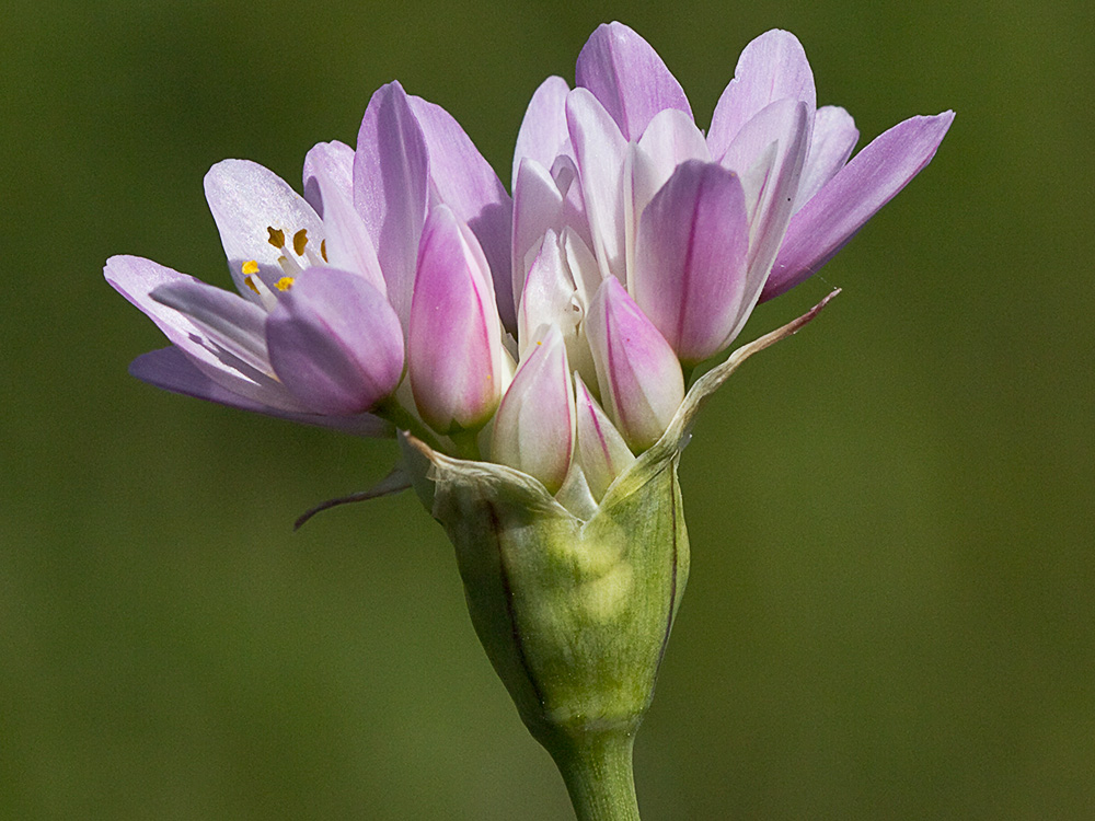Inflorescencia del Ajo rosado, ajo de culebra o ajo campesino (Allium roseum)