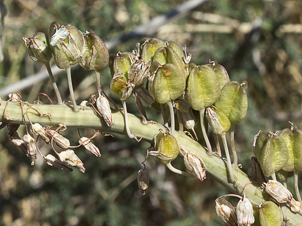 Albarrana (Charybdis pancration)