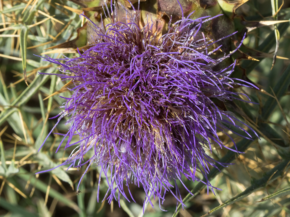 Capítulo con penacho de flores hermafroditas tubulares violeta-azuladas de la alcachofa silvestre (Cynara cardunculus)