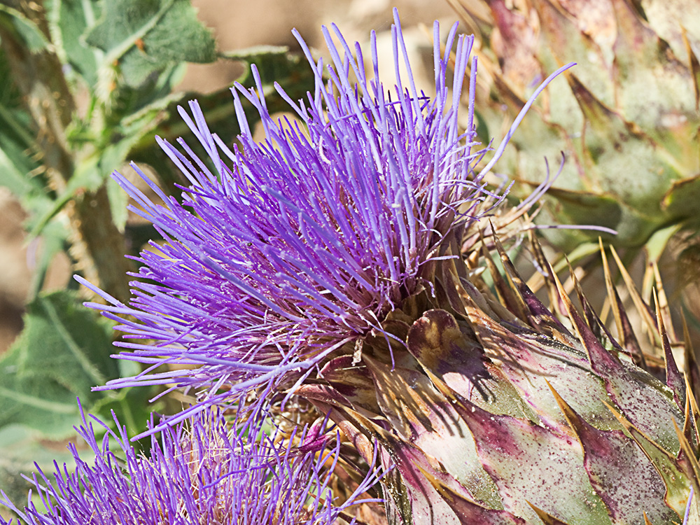 Capítulo con penacho de flores hermafroditas tubulares violeta-azuladas de la alcachofa silvestre (Cynara cardunculus)