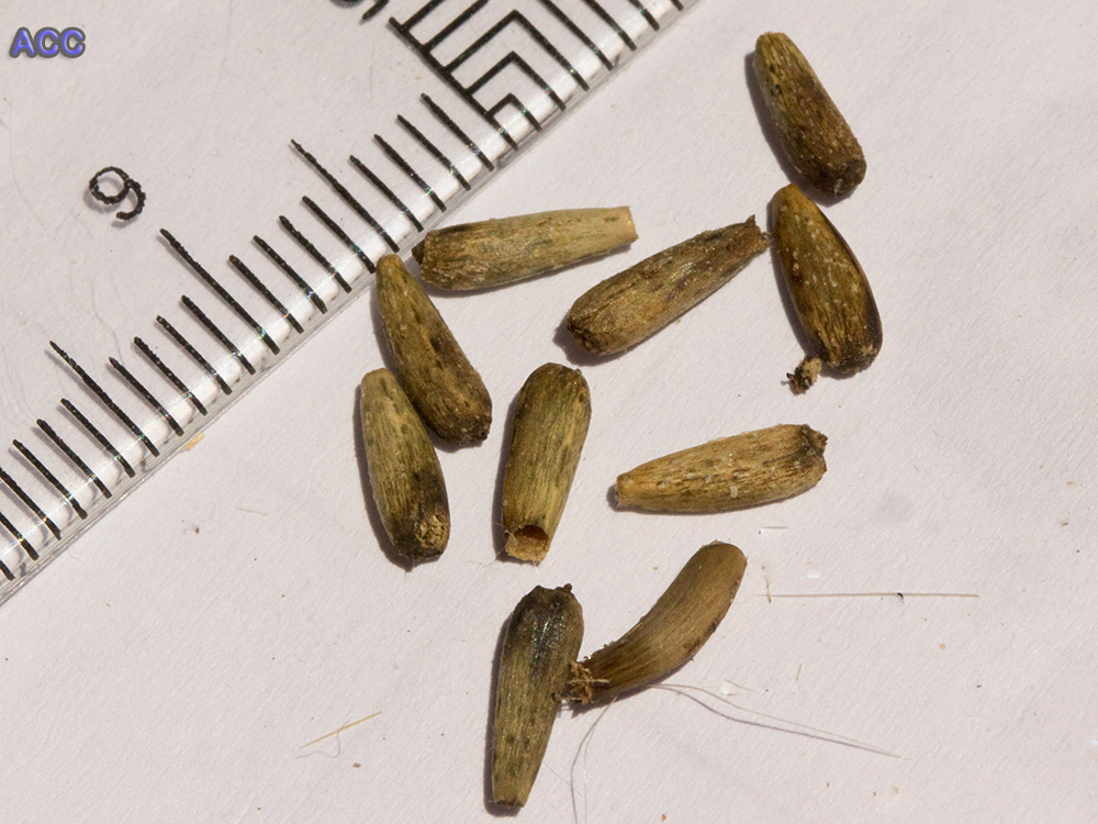 Semillas de la alcachofa silvestre (Cynara cardunculus)