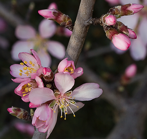 Flores del almendo (Prunus amygdalus)