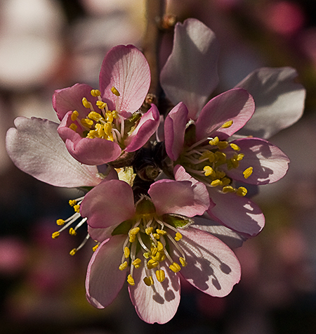 Floración del Almendro (Prunus amygdalus)