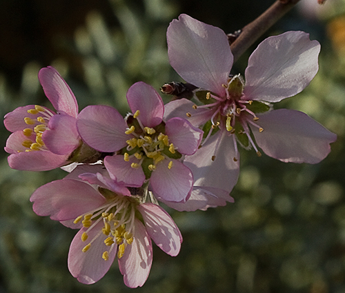 Flores rosadas del Almendro (Prunus amygdalus)