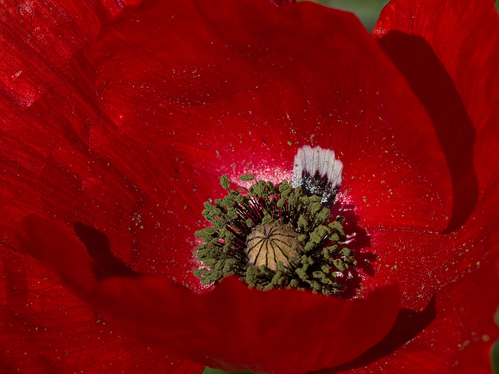 Flor de la amapola  (Papaver rhoeas)