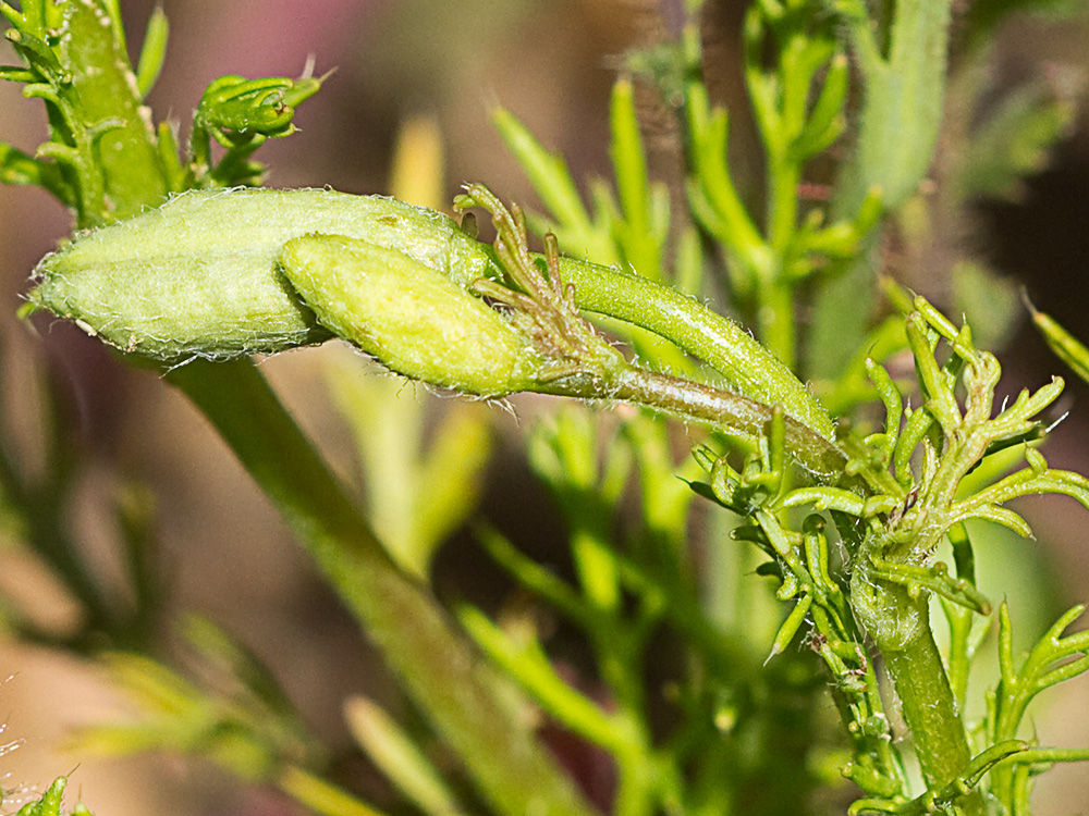 Amapola morada (Roemeria hybrida)