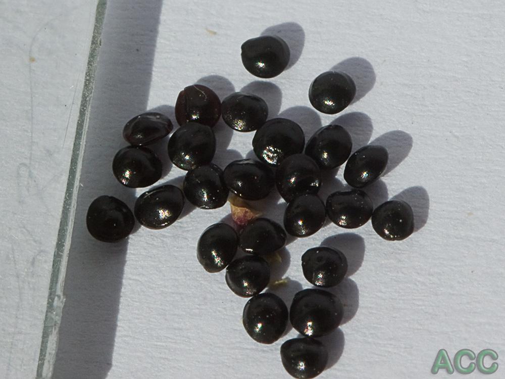 Semillas del bledo rojizo, Amaranthus blitoides