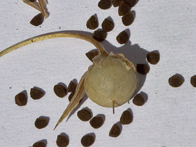 Fruto y semillas de la  Anagallis (Anagallis arvensis var. caerulea)