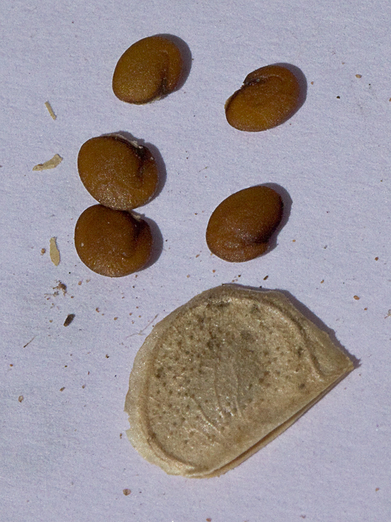 Semillas de la Biscutella auriculata
