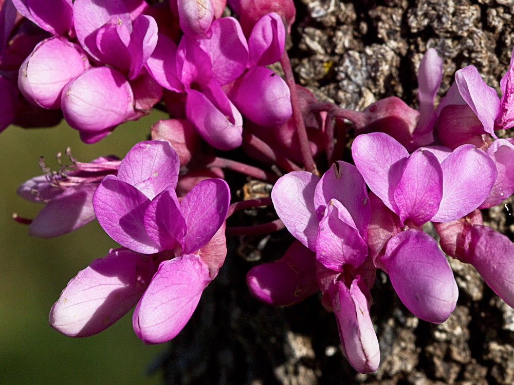 Ramillete floral del Árbol del amor (Cercis siliquastrum)