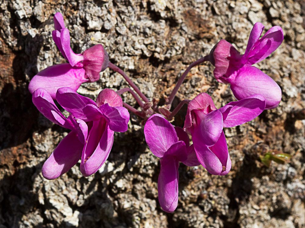 Ramillete floral del Árbol del amor (Cercis siliquastrum)