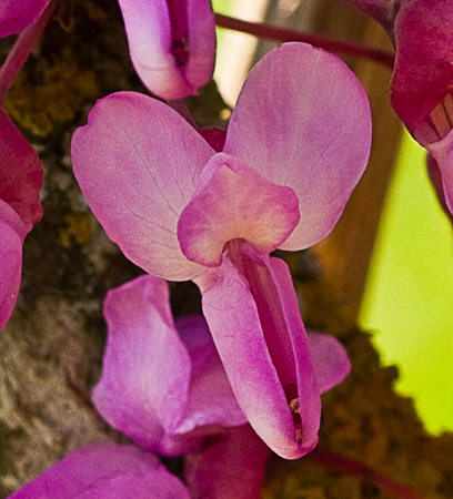 Flor del árbol del amor (Cercis siliquastrum)