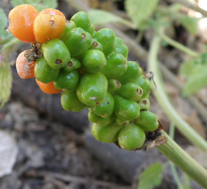 Fruto del Aro (arum Italicum)