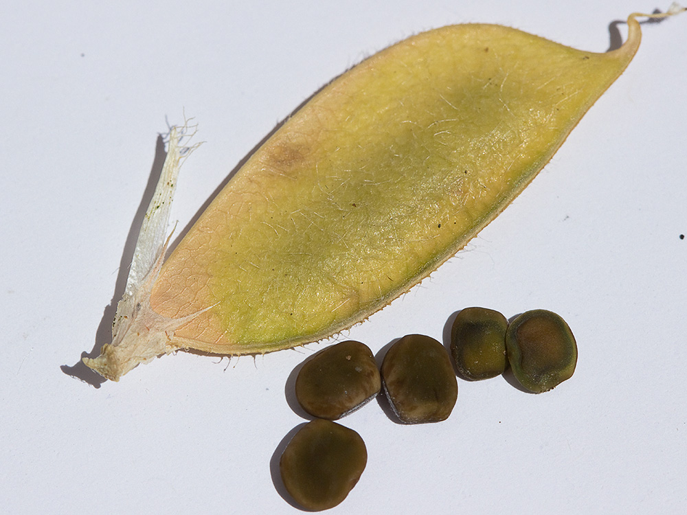 Leguminosa de la vicia lutea (Vicia lutea)