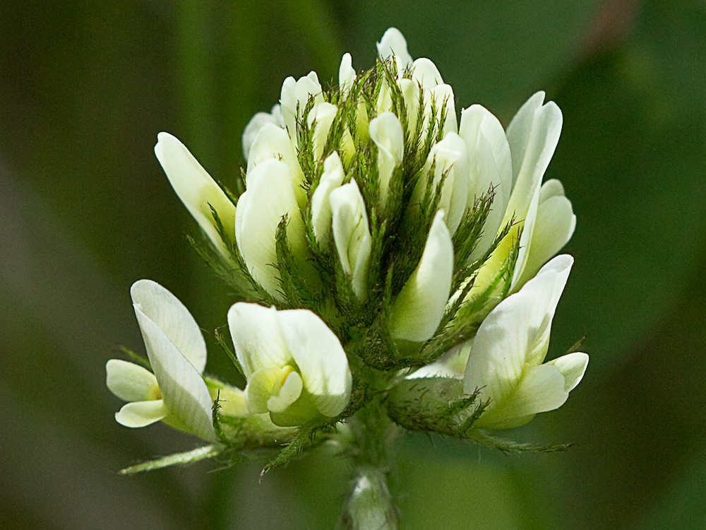 Anzuelos (Astragalus hamosus L.)