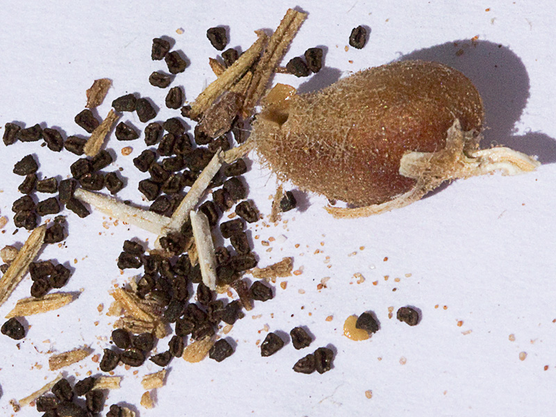 Fruto y semillas de la becerrilla o dragoncillo (Misopates orontium)