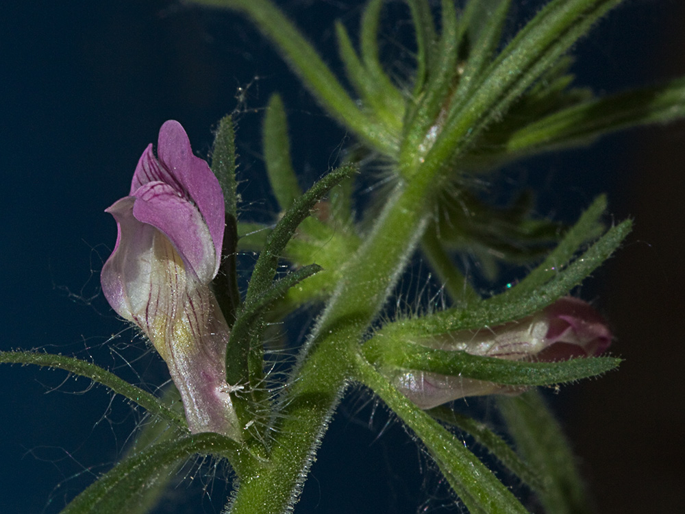 Flor de la becerrilla o dragoncillo (Misopates orontium)