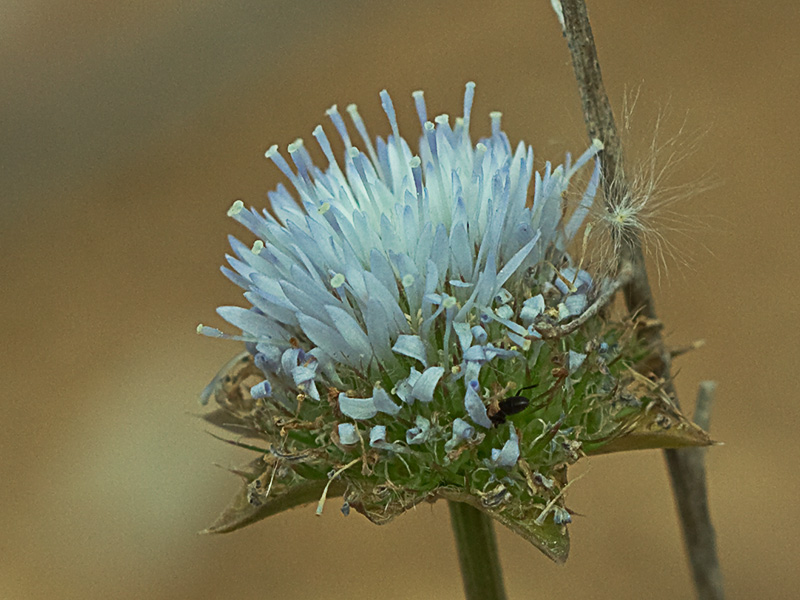 Botón azul (Jasione montana)