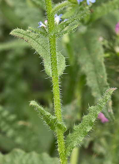 Anchusa arversis. Pequeña buglosa