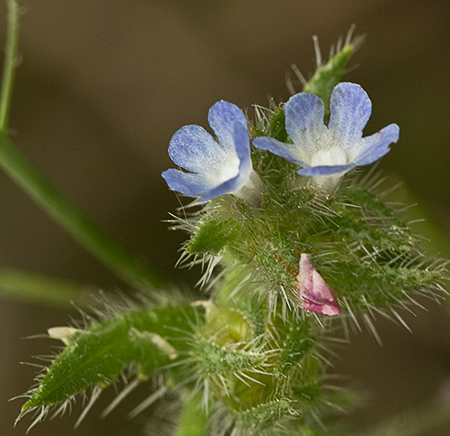 Flores de la Buglosa pequeña (Anchusa arvensis)