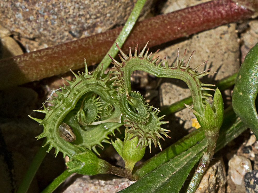 Scorpiurus muricatus, Cagarria