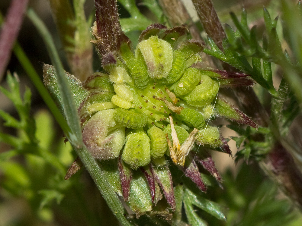 Fruto de la caléndula (Calendula arvensis)