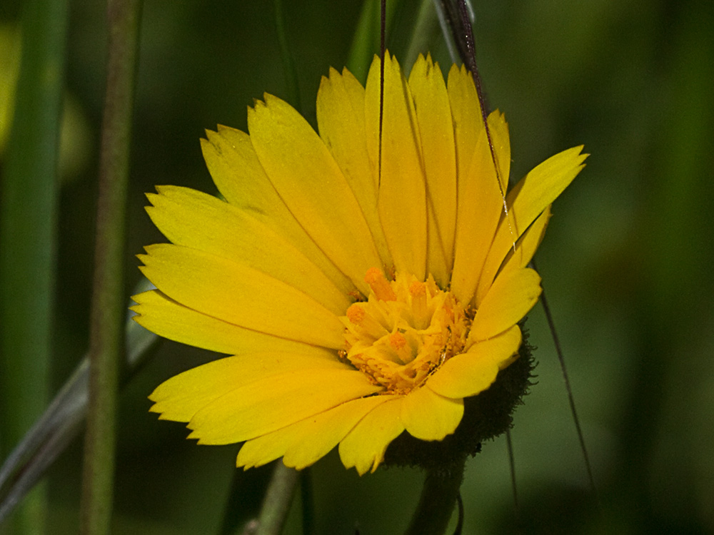 Flor de la caléndula (Calendula arvensis)