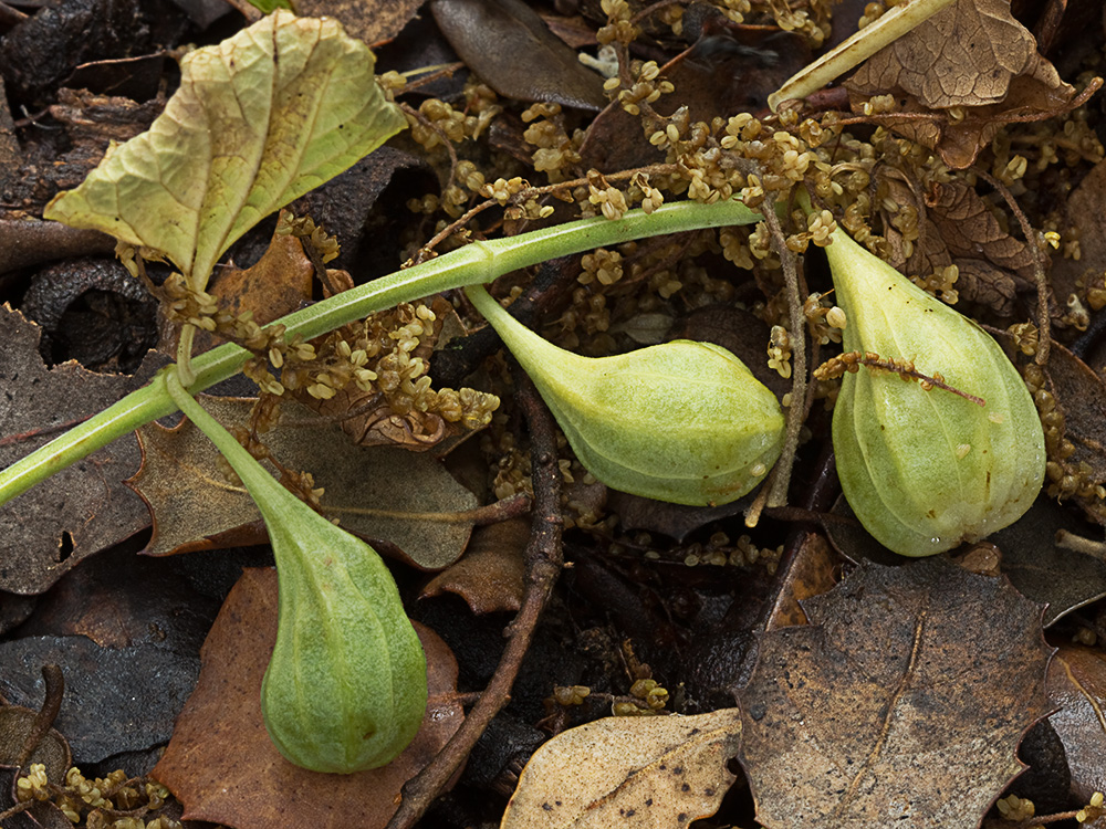 Candelitos (Aristolochia paucinervis, longa)