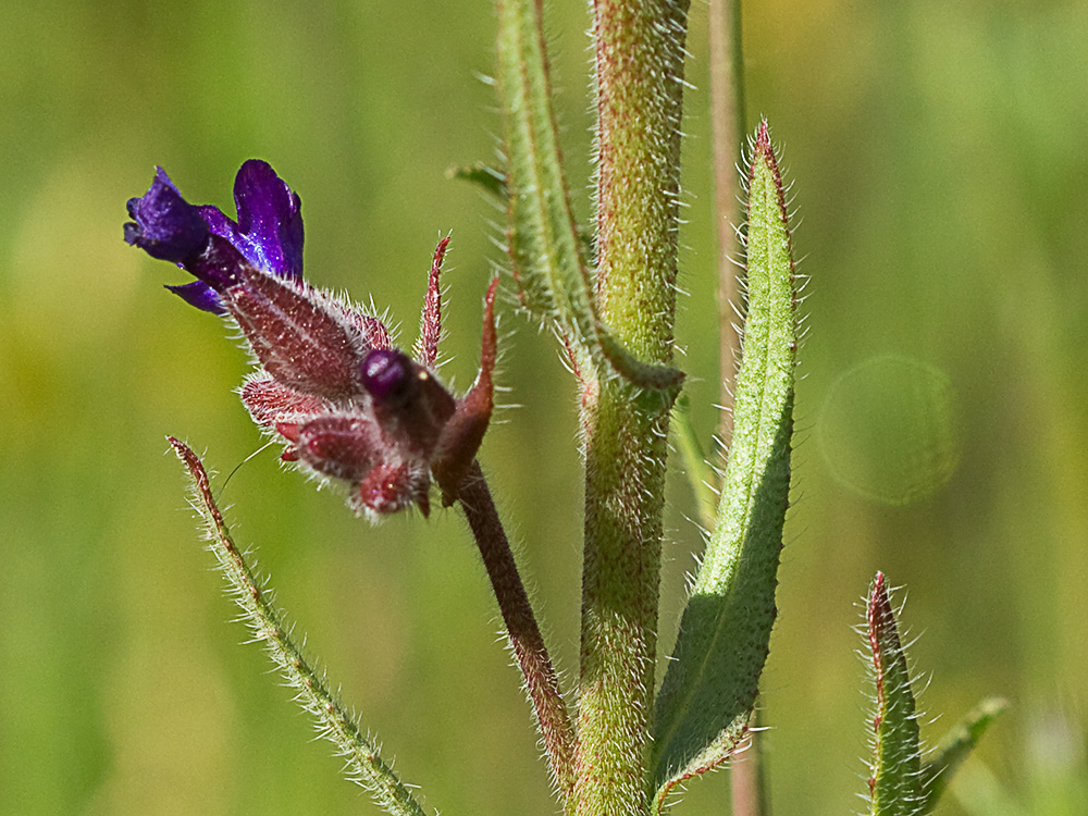 Chupamiel ondulado (Anchusa undulata subsp. granatensis)
