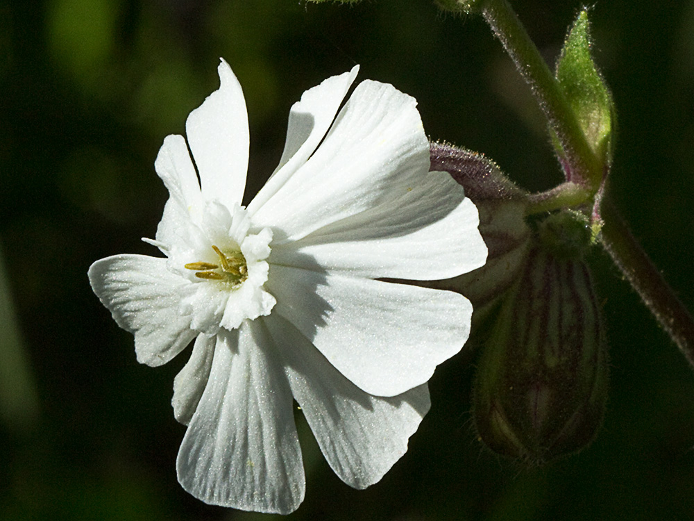 Colleja blanca, (Silene latifolia)
