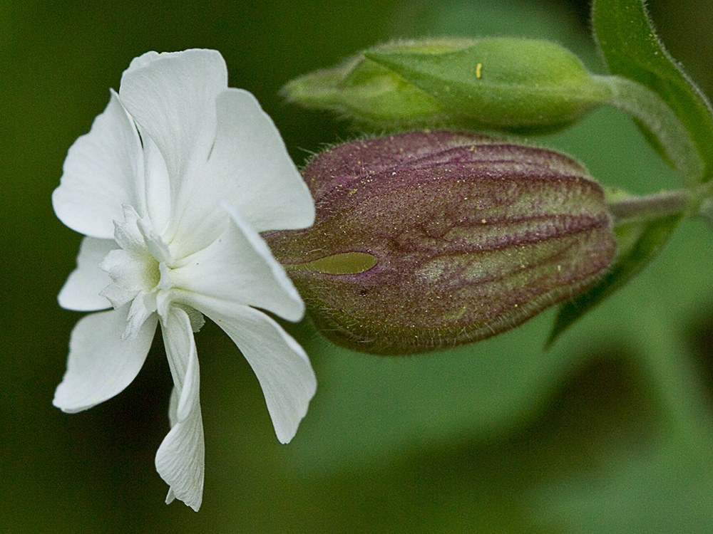 Colleja blanca, (Silene latifolia)