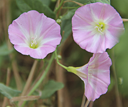 Flora Y Fauna De Malpica De Tajo La Correhuela O Campanilla Menor