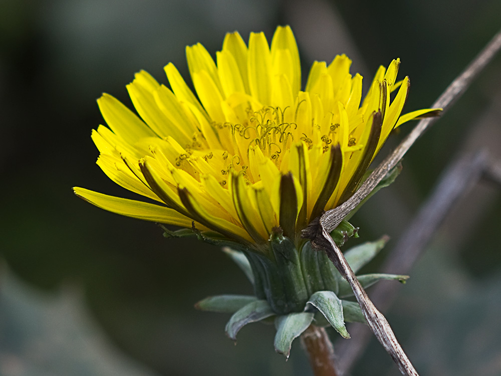 Flor de diente de león (Taraxacum officinale)