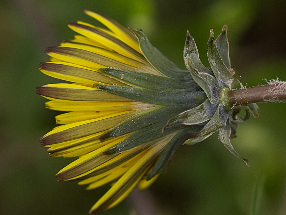 Flor de diente de león (Taraxacum officinale)