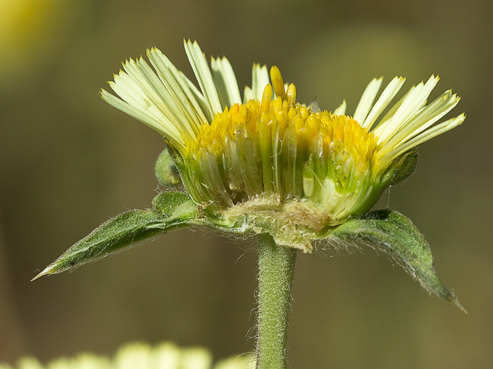 Flor de la estrellada espinosa (Pallenis spinosa)